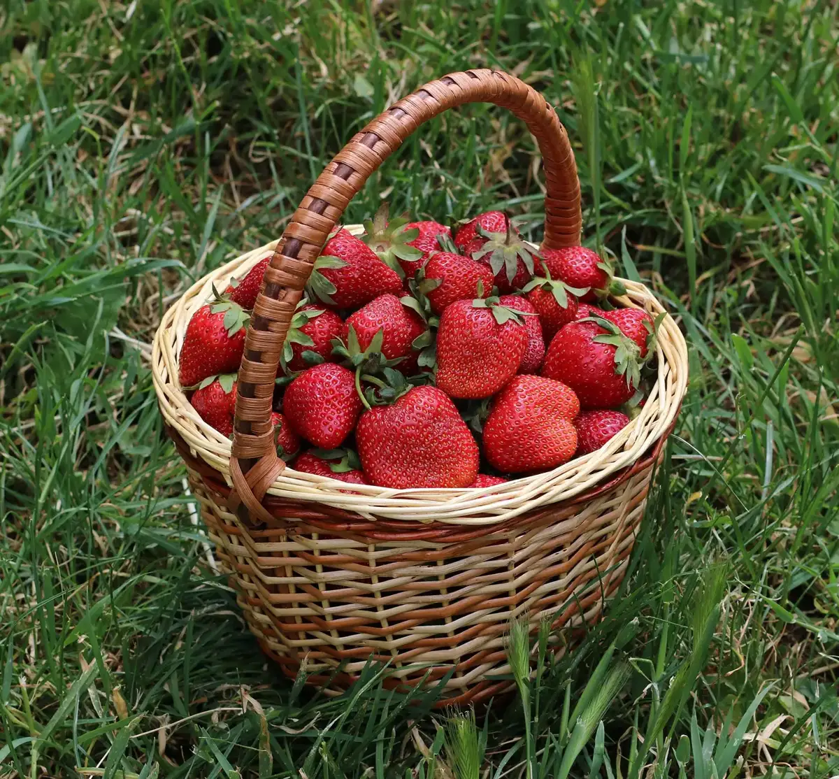 Basket of fresh strawberries on grass